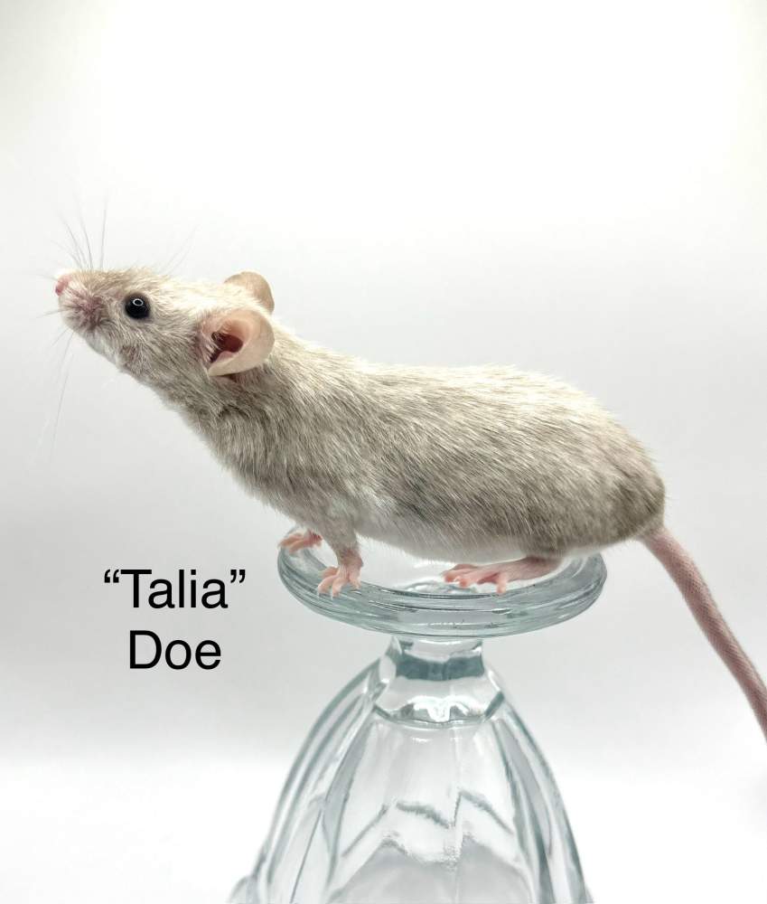 Fancy mouse Breeder Mus musculus 