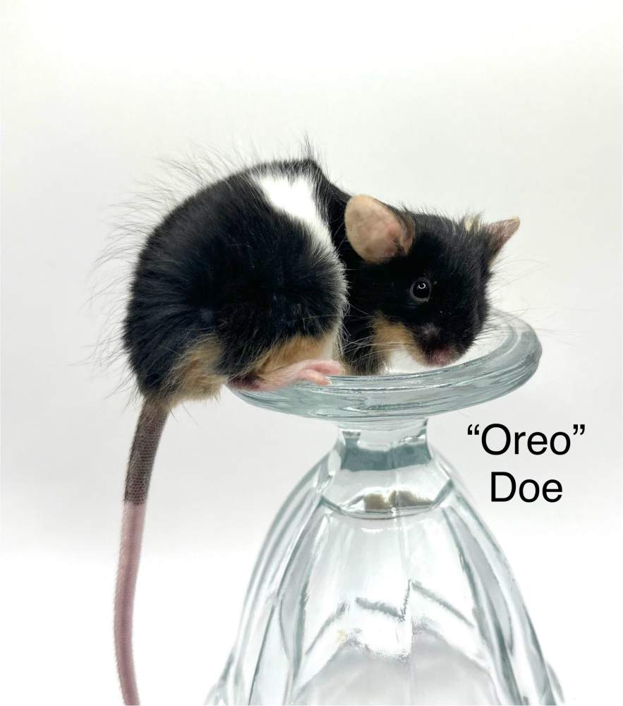 Fancy mouse Owned by other Mus musculus 