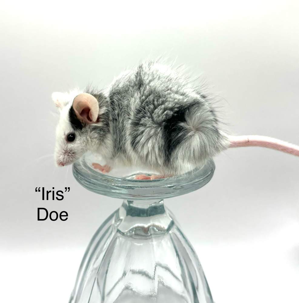 Fancy mouse Breeder Mus musculus 