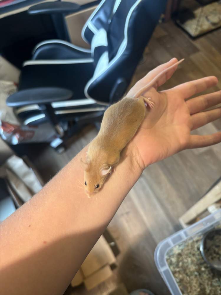 Fancy mouse Breeder Mus musculus 