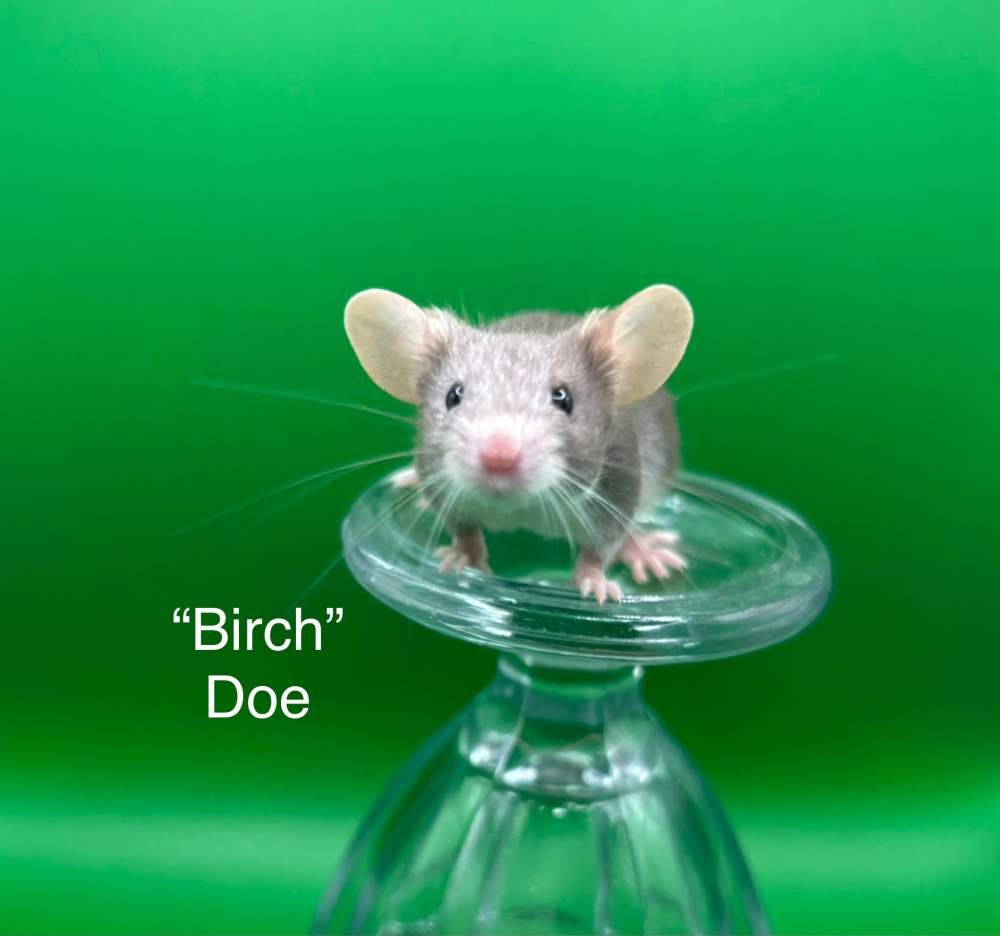 Fancy mouse Pet only Mus musculus 