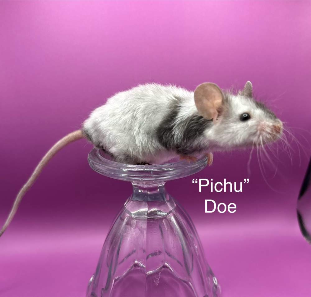 Fancy mouse Breeder Mus musculus 