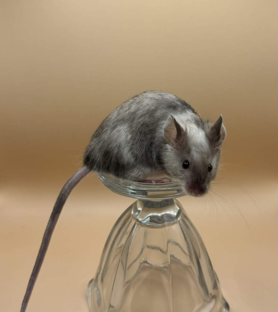 Fancy mouse Breeder Mus musculus 