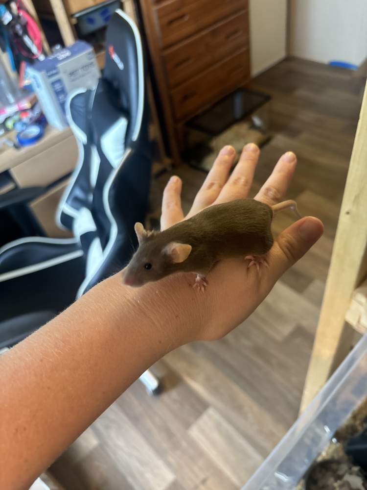Fancy mouse Breeder Mus musculus 