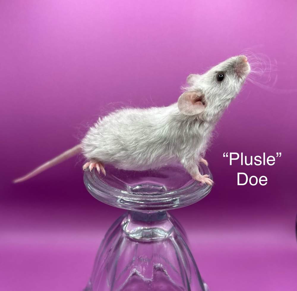 Fancy mouse Breeder Mus musculus 