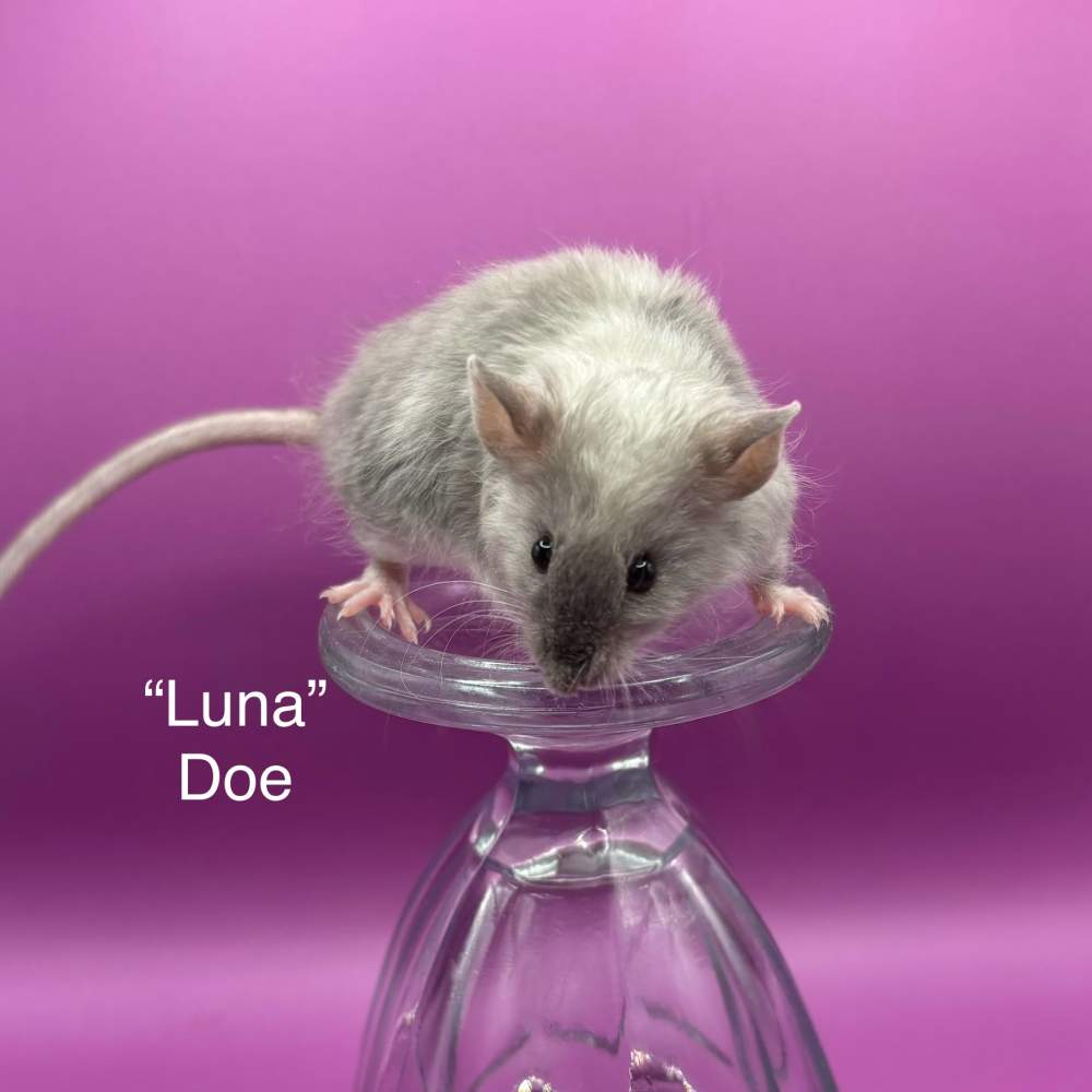 Fancy mouse Breeder Mus musculus 