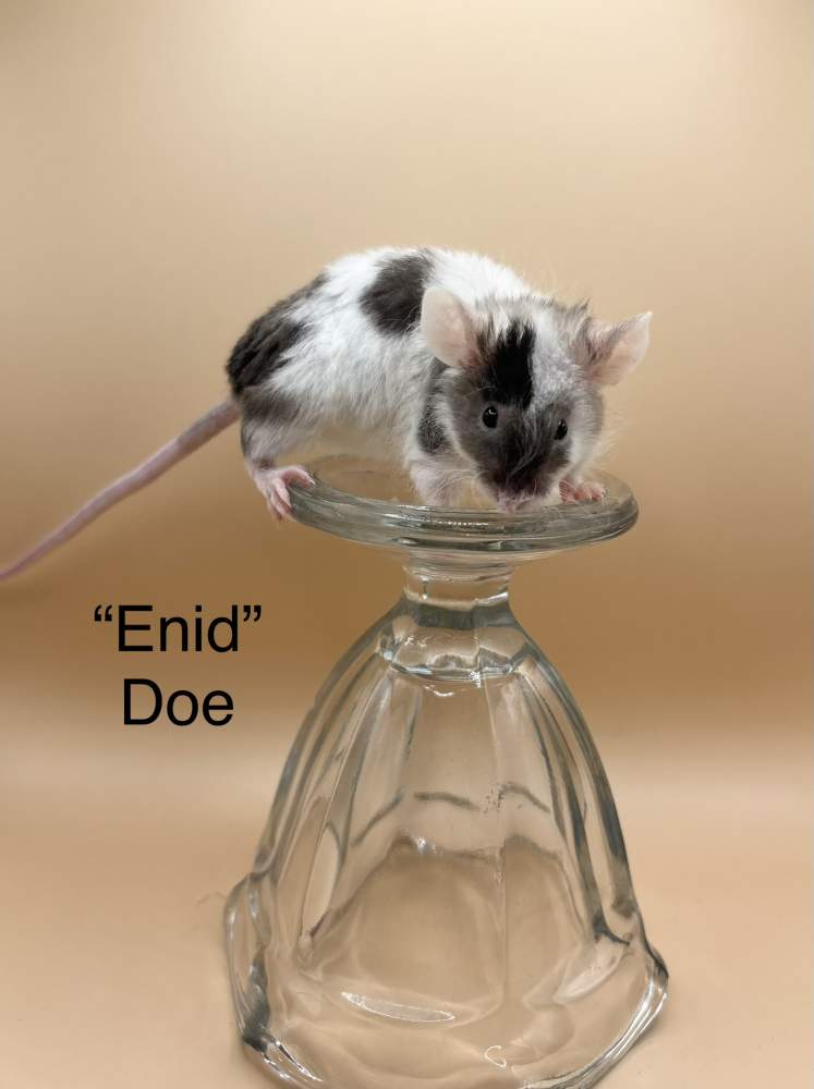 Fancy mouse Breeder Mus musculus 