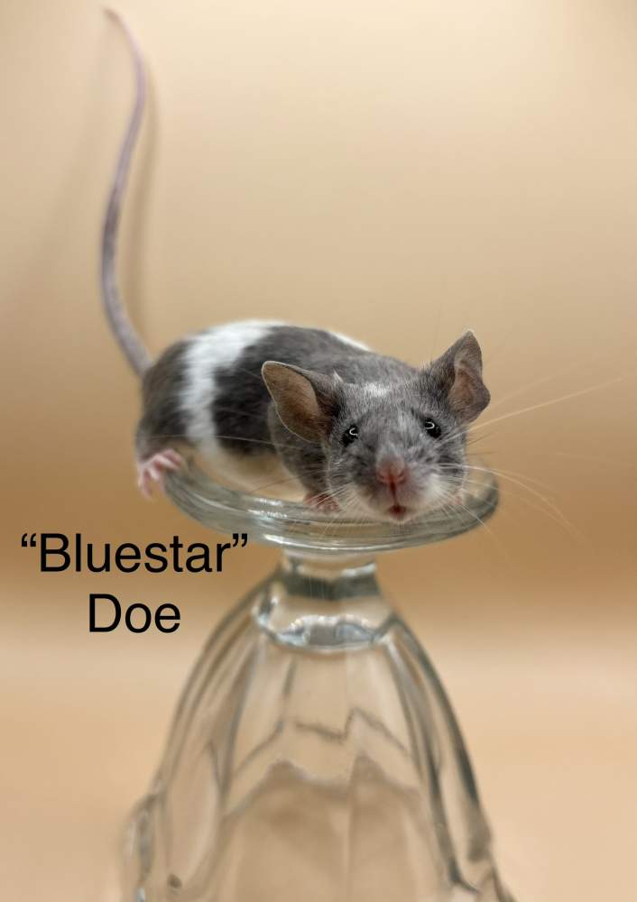 Fancy mouse Breeder Mus musculus 