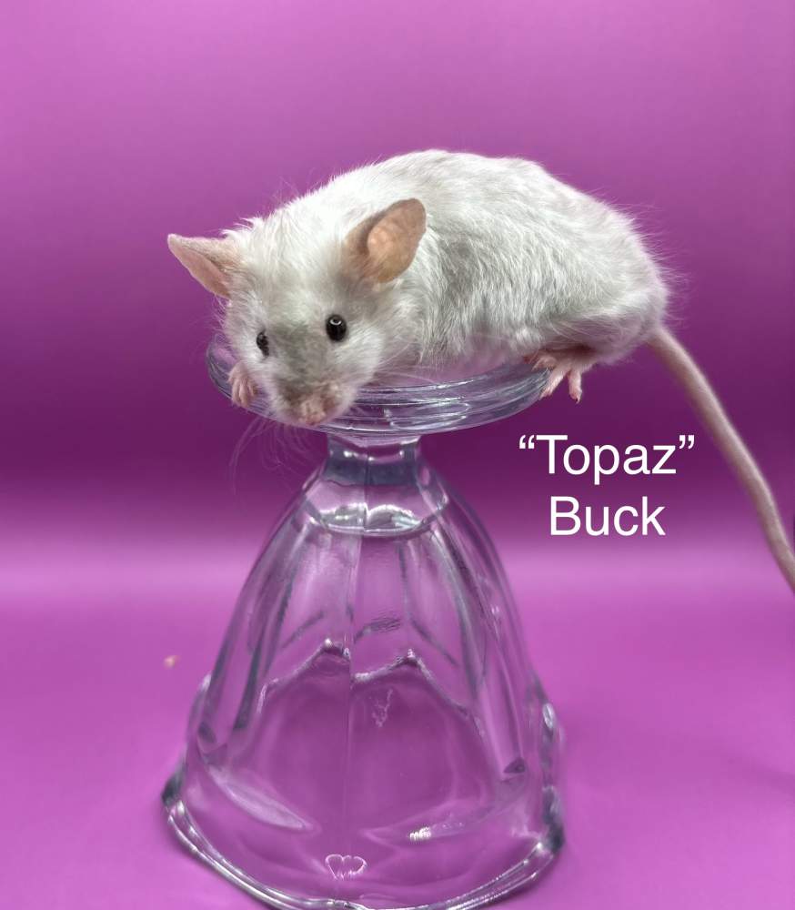 Fancy mouse Pet only Mus musculus 