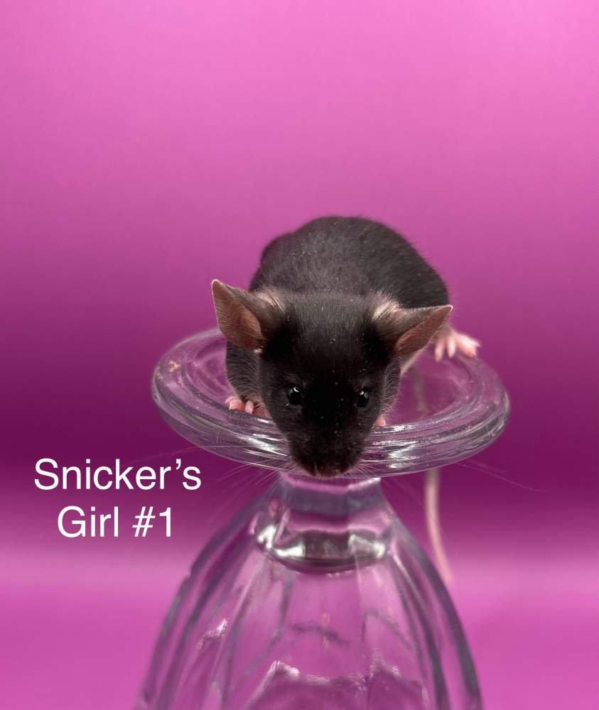 Fancy mouse Breeder Mus musculus 