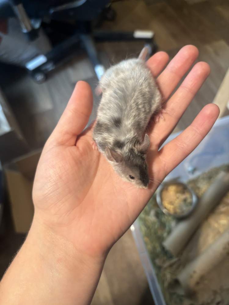 Fancy mouse Breeder Mus musculus 
