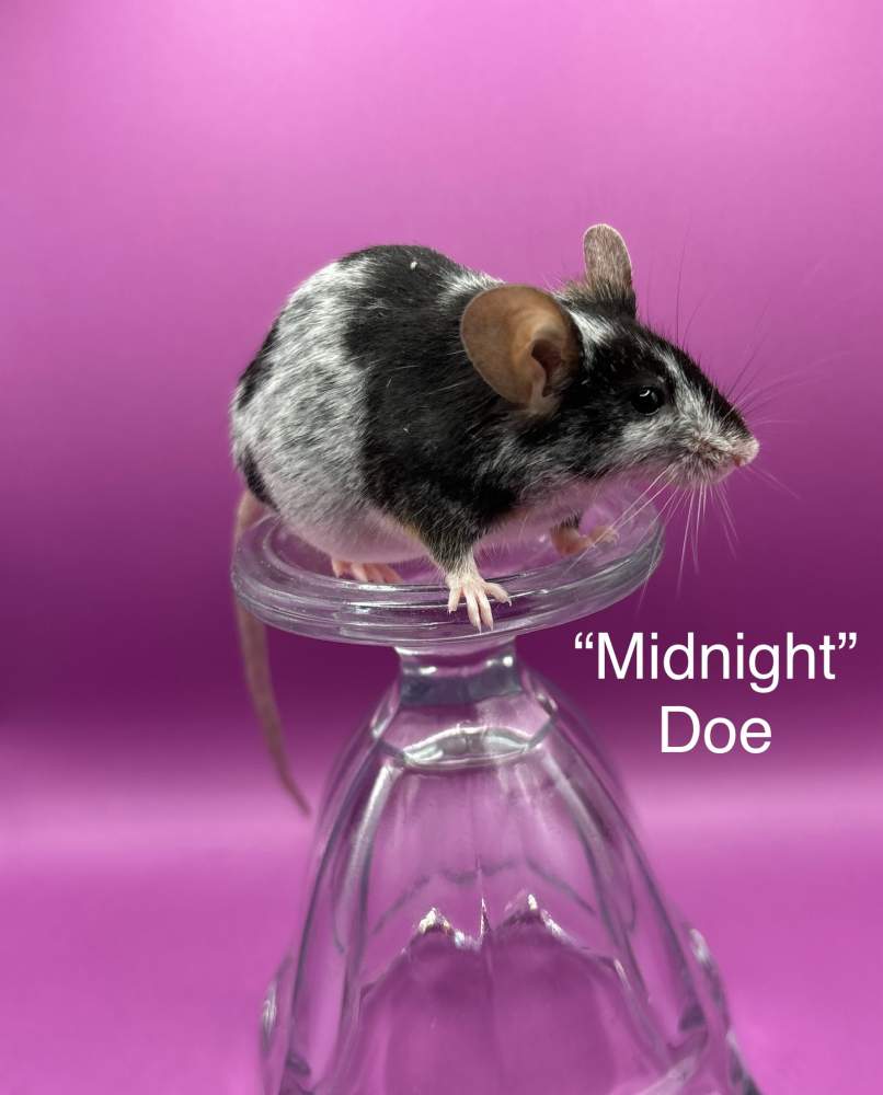 Fancy mouse Retired Mus musculus 