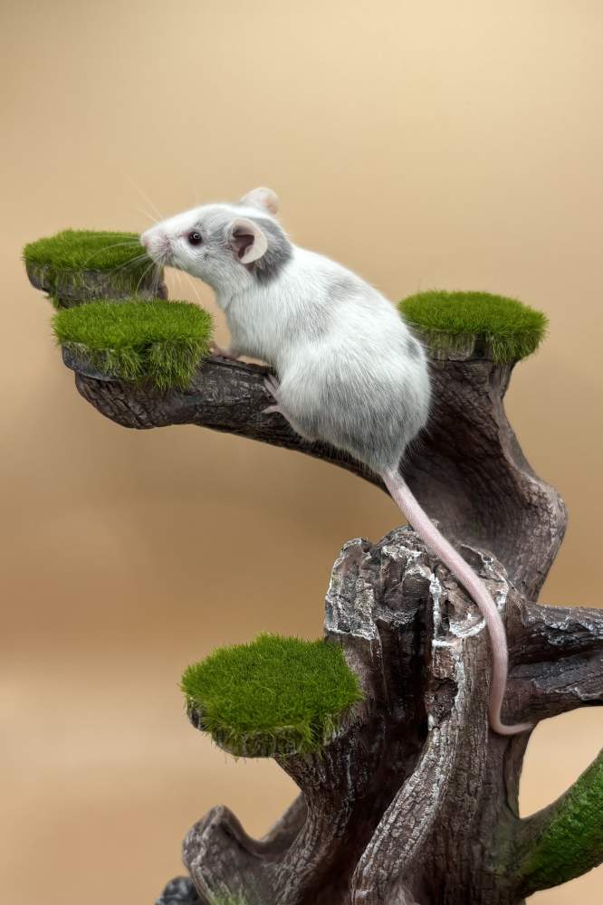 Fancy mouse Deceased Mus musculus 