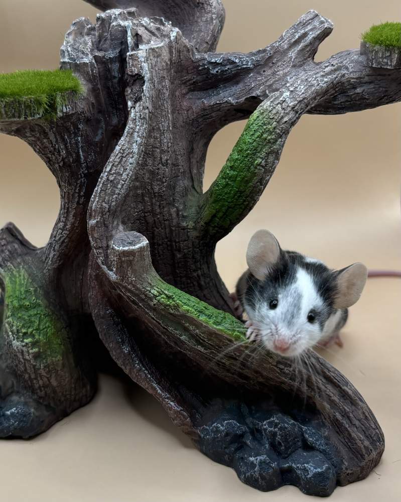 Fancy mouse Deceased Mus musculus 