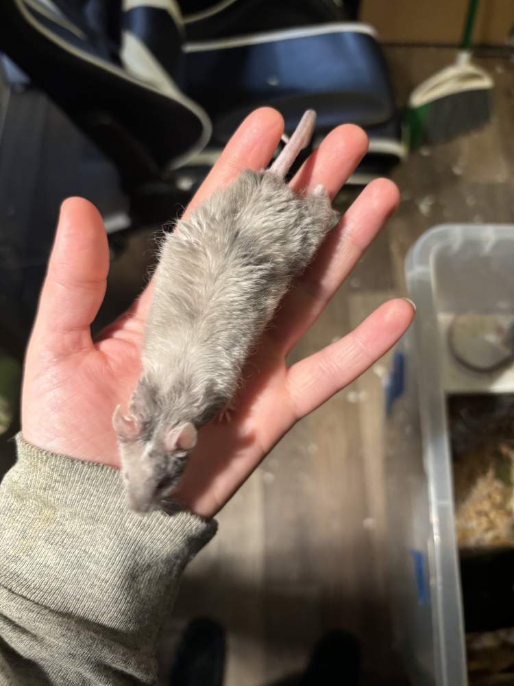 Fancy mouse Breeder Mus musculus 