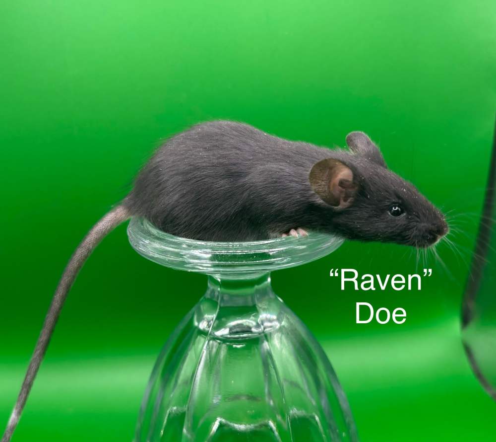 Fancy mouse Pet only Mus musculus 