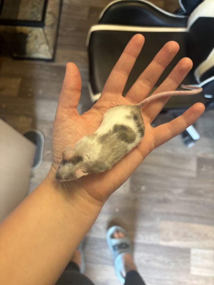 Fancy mouse Breeder Mus musculus 