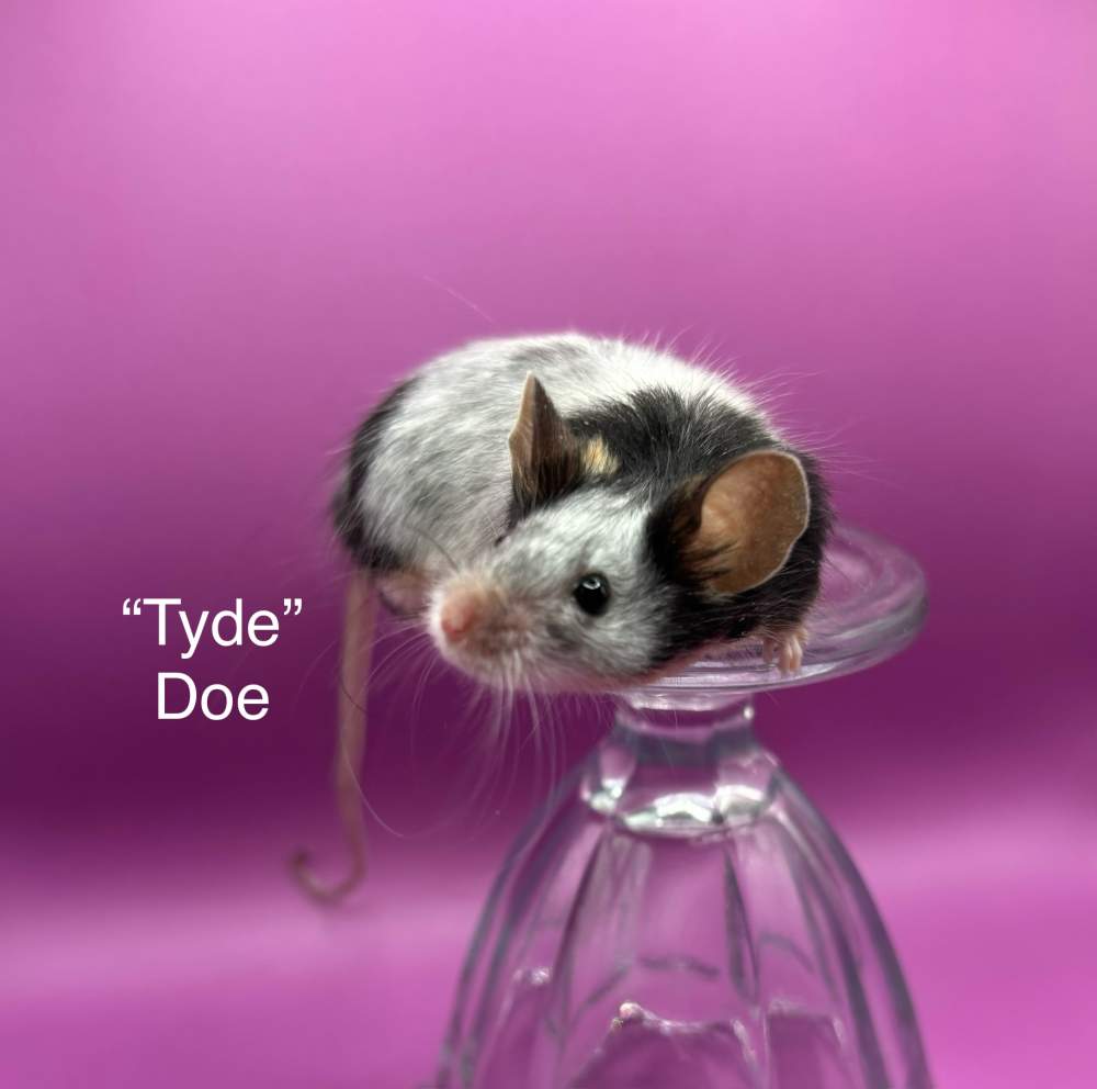 Fancy mouse Deceased Mus musculus 