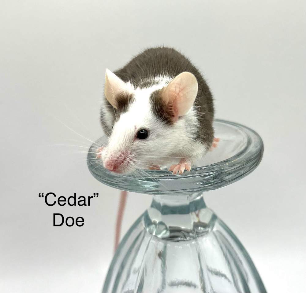 Fancy mouse Breeder Mus musculus 