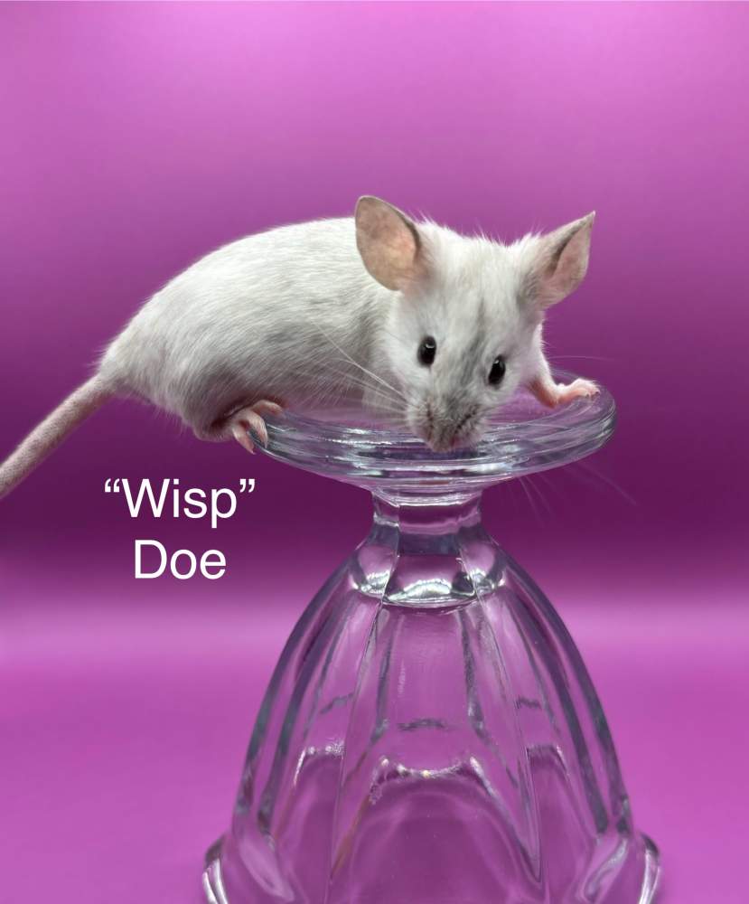 Fancy mouse Breeder Mus musculus 