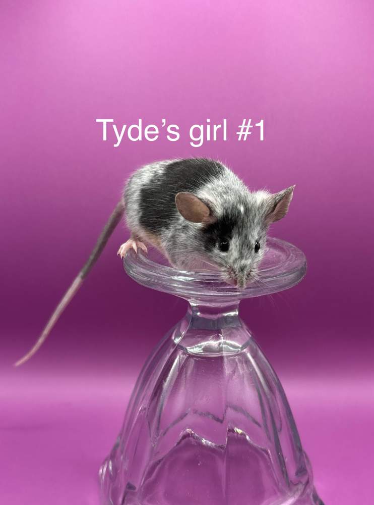 Fancy mouse Breeder Mus musculus 