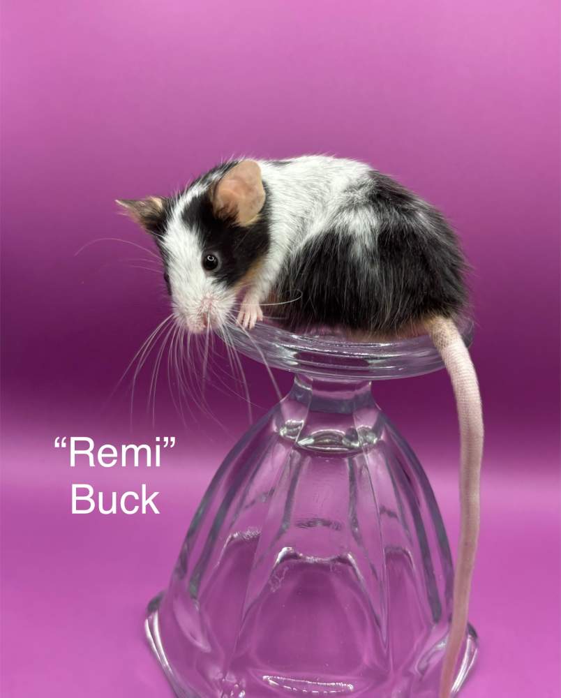 Fancy mouse Breeder Mus musculus 