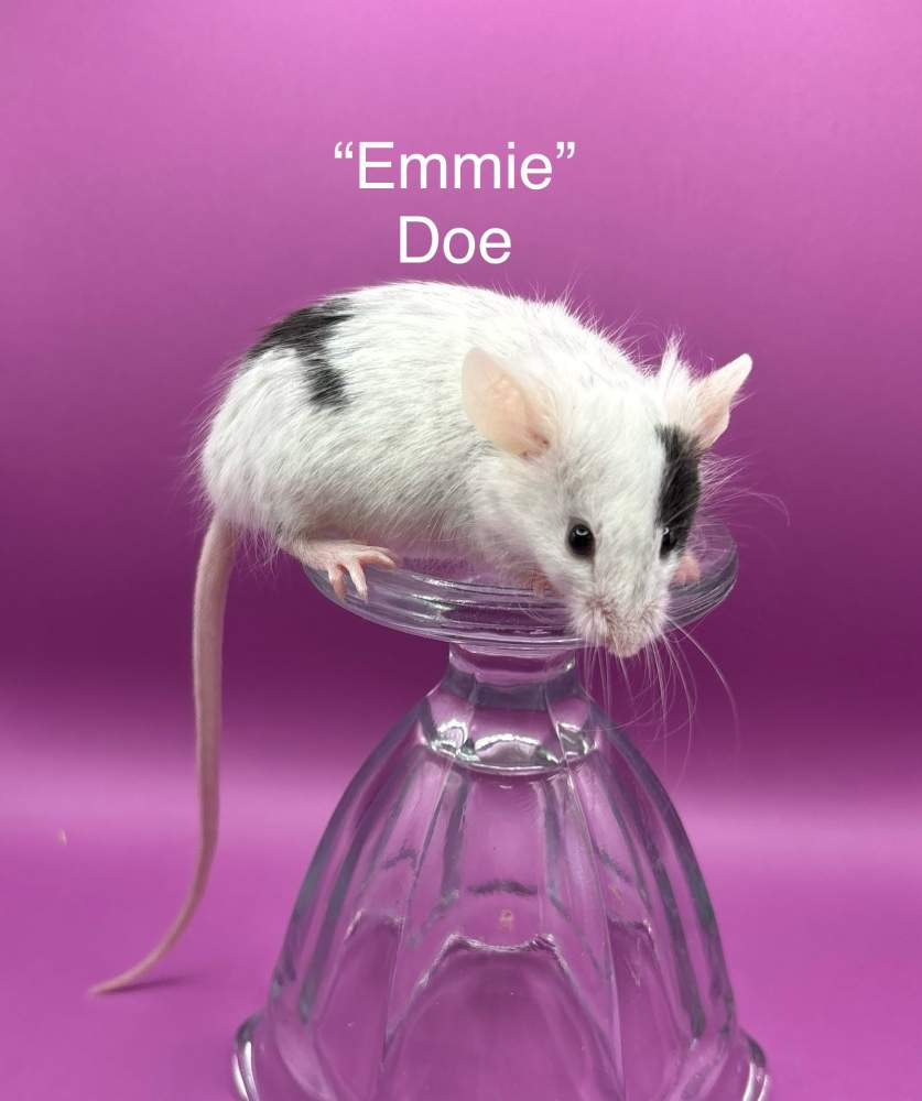 Fancy mouse Breeder Mus musculus 