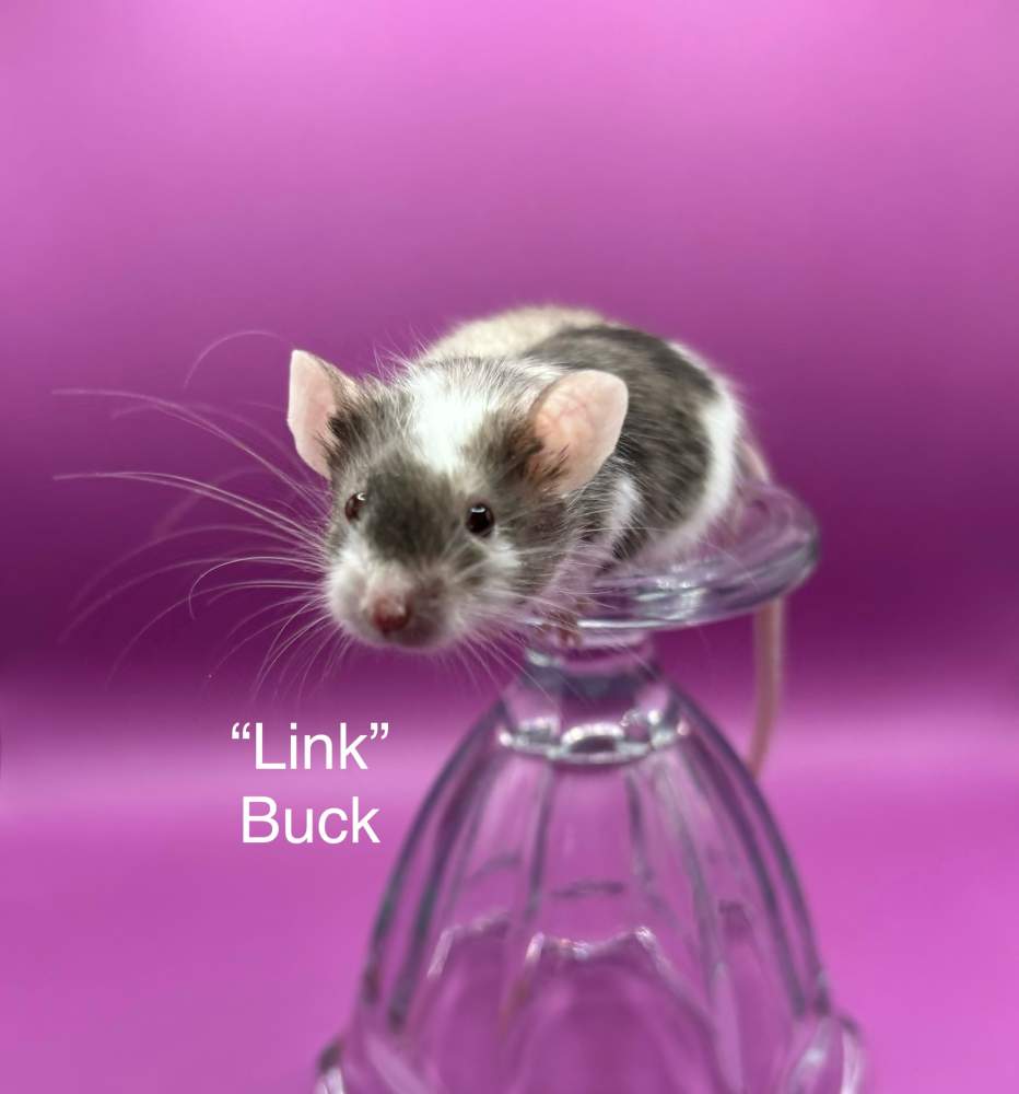 Fancy mouse Breeder Mus musculus 