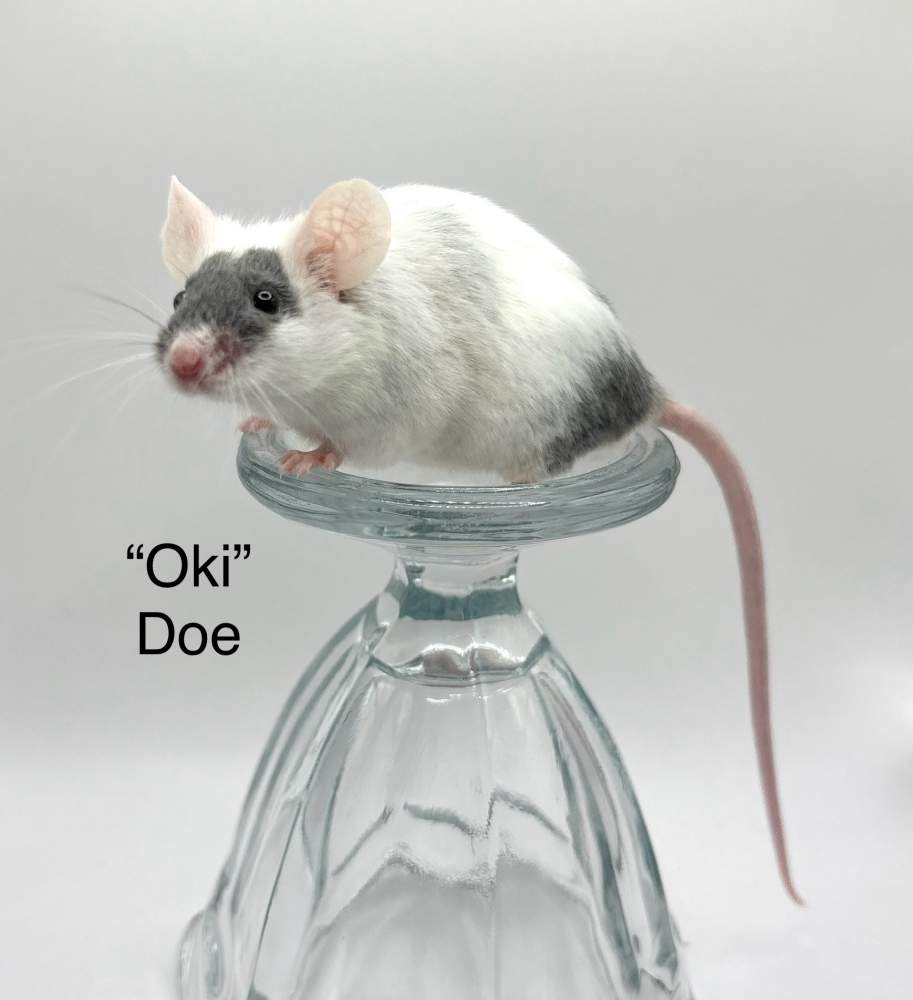 Fancy mouse Breeder Mus musculus 