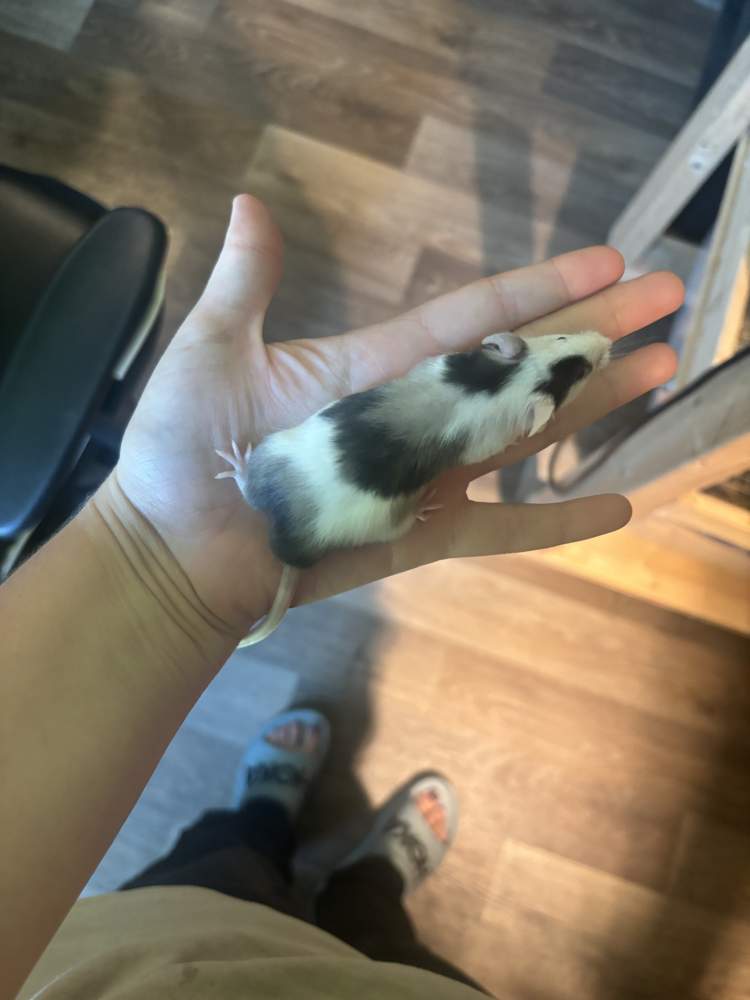 Fancy mouse Breeder Mus musculus 