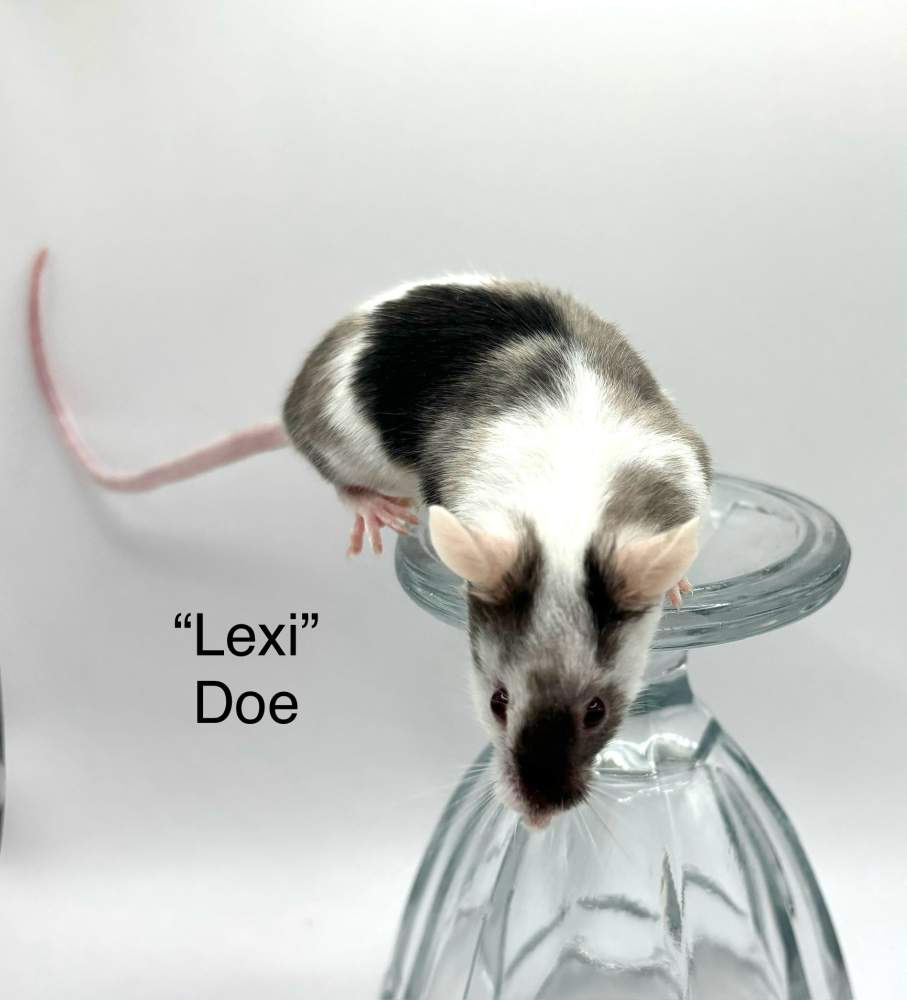 Fancy mouse Breeder Mus musculus 