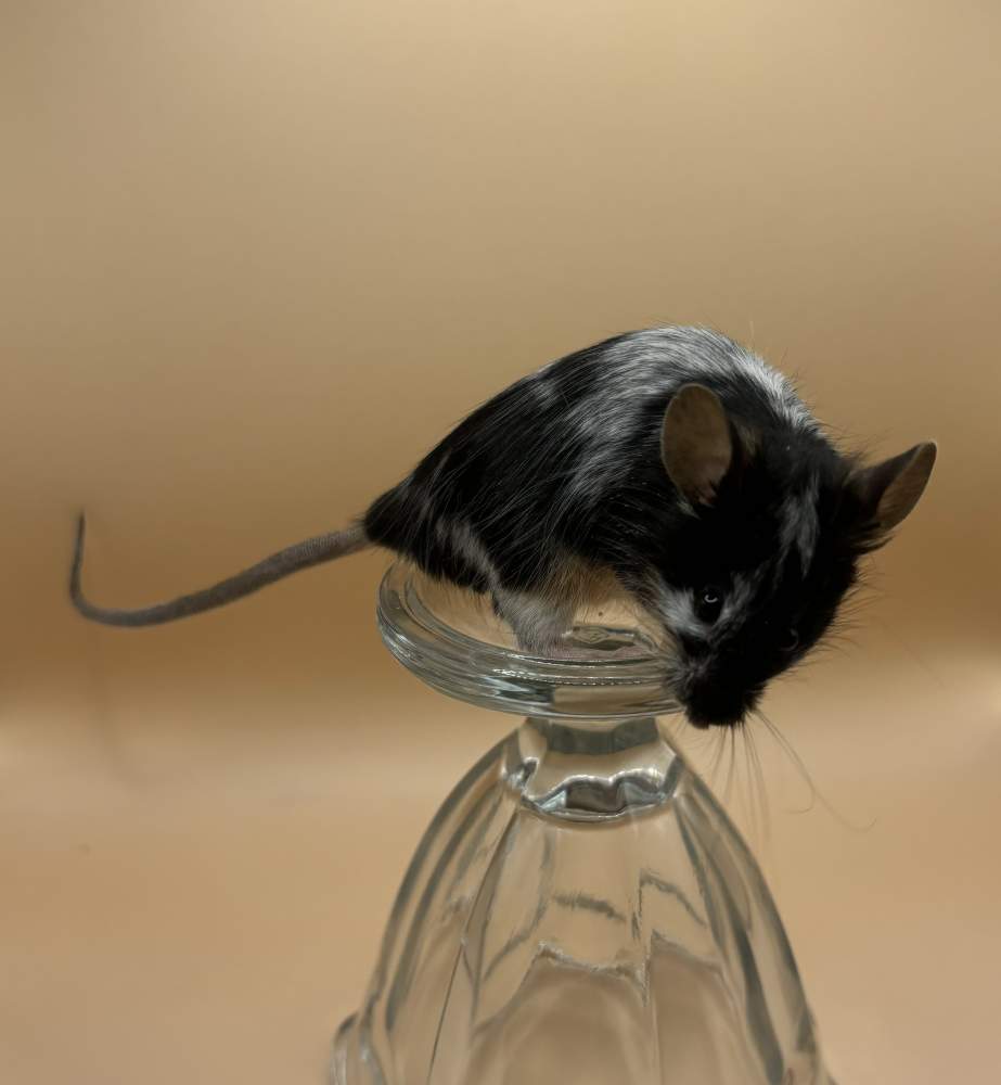 Fancy mouse Breeder Mus musculus 