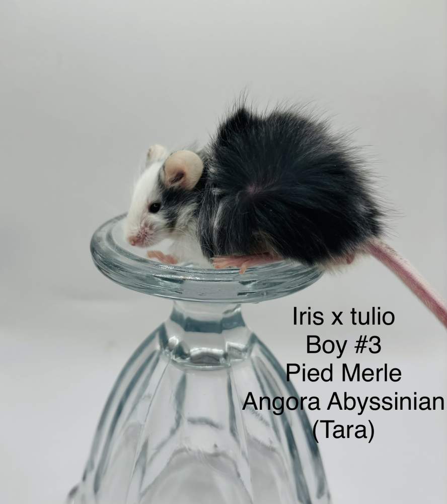 Fancy mouse Breeder Mus musculus 