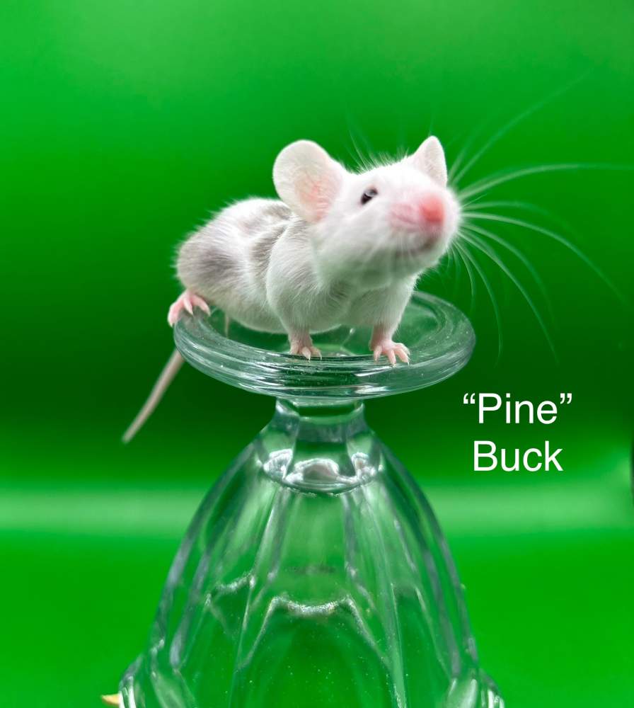 Fancy mouse Breeder Mus musculus 