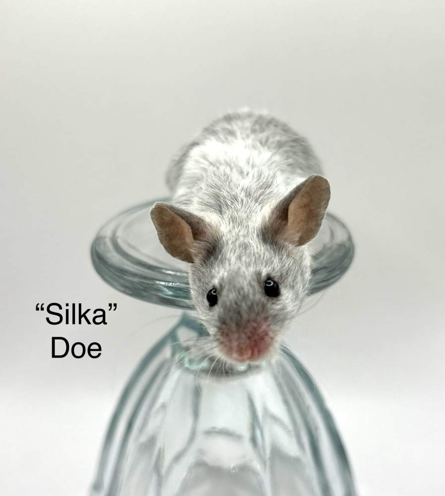 Fancy mouse Breeder Mus musculus 