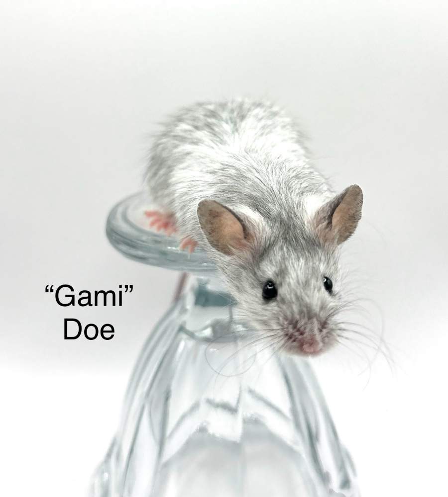 Fancy mouse Breeder Mus musculus 