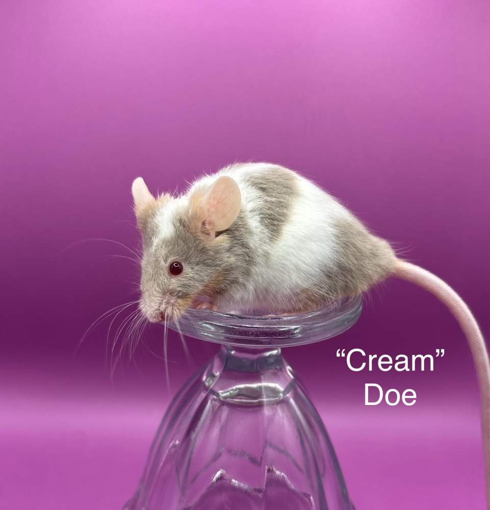 Fancy mouse Deceased Mus musculus 