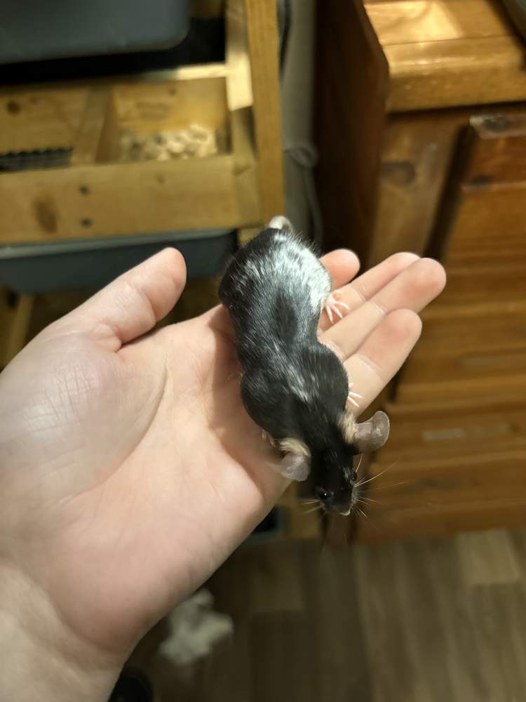 Fancy mouse Deceased Mus musculus 