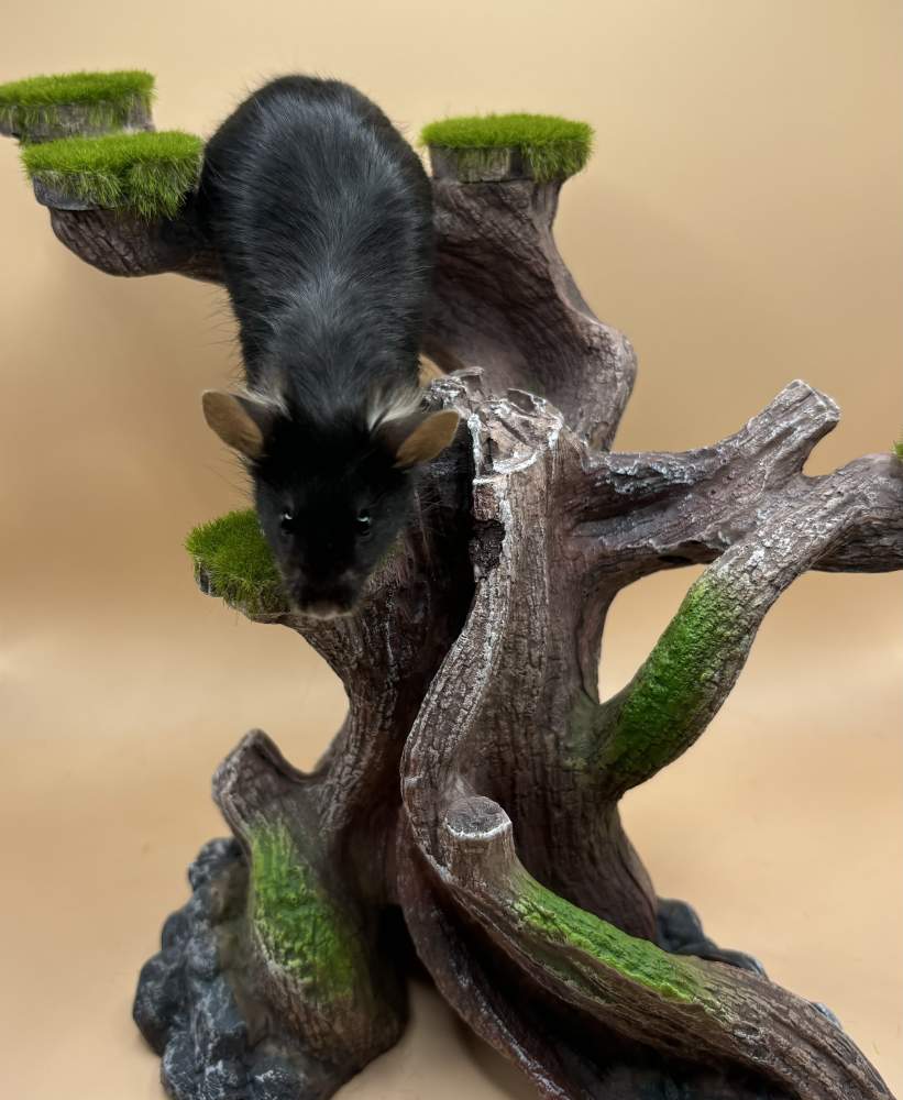 Fancy mouse Deceased Mus musculus 