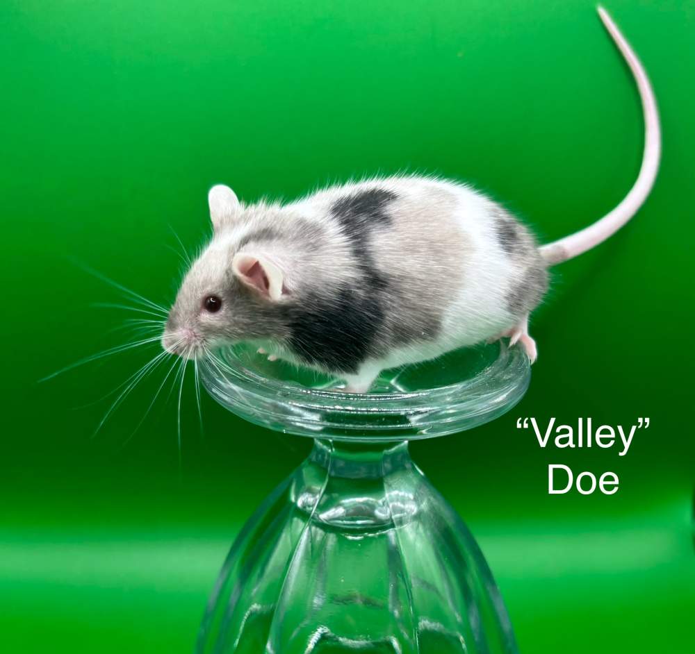 Fancy mouse Pet only Mus musculus 