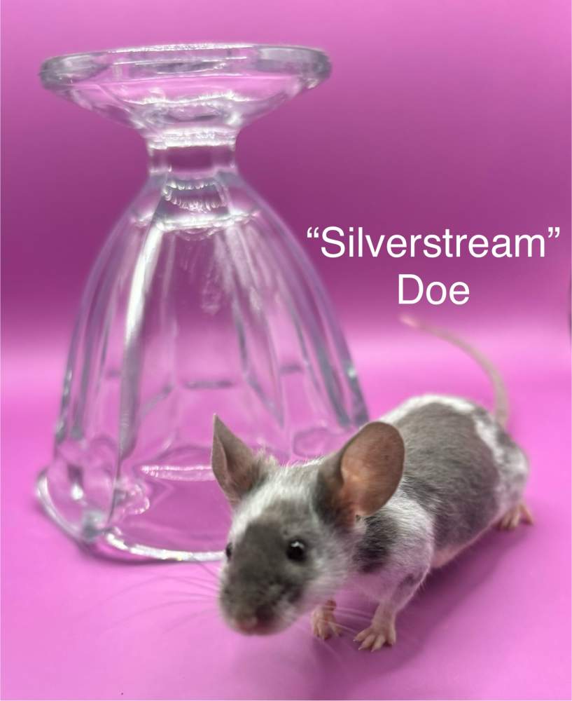 Fancy mouse Breeder Mus musculus 