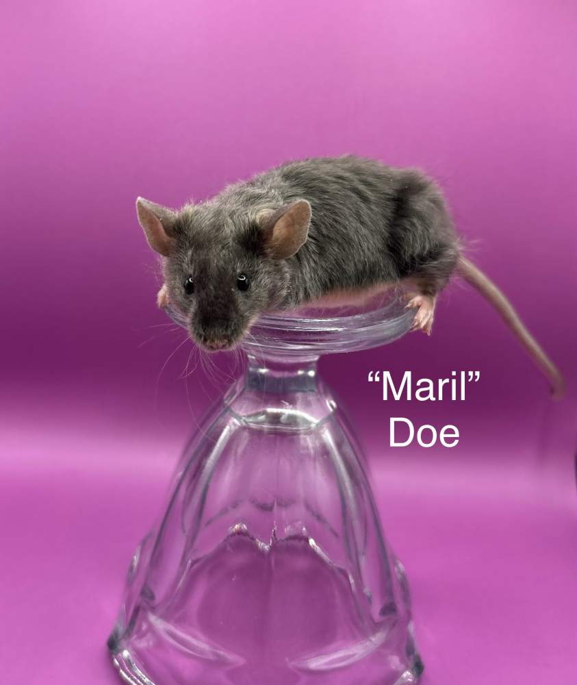 Fancy mouse Breeder Mus musculus 