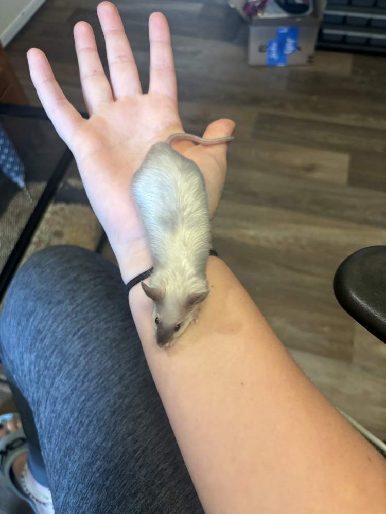 Fancy mouse Breeder Mus musculus 