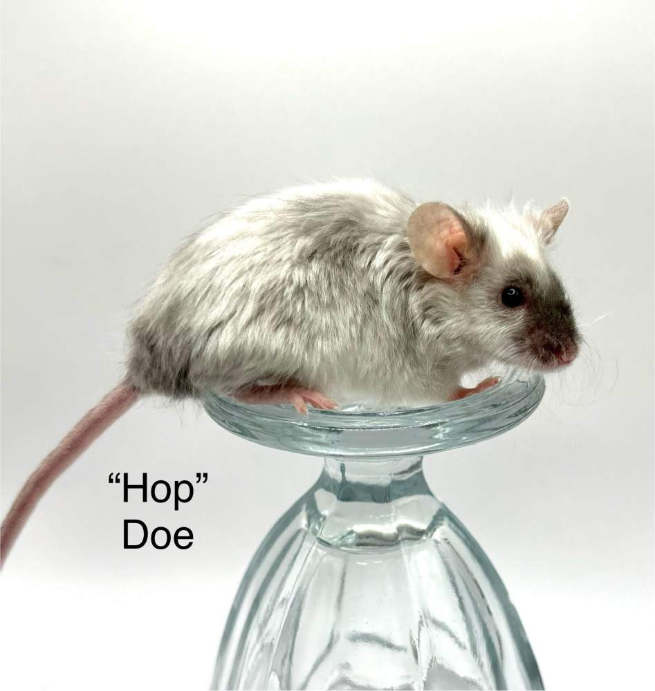 Fancy mouse Breeder Mus musculus 