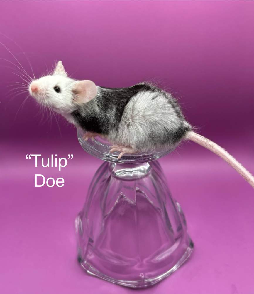 Fancy mouse Breeder Mus musculus 