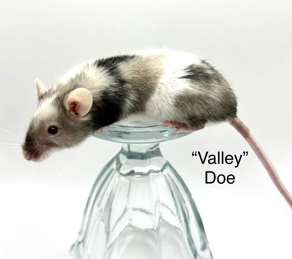 Fancy mouse Breeder Mus musculus 