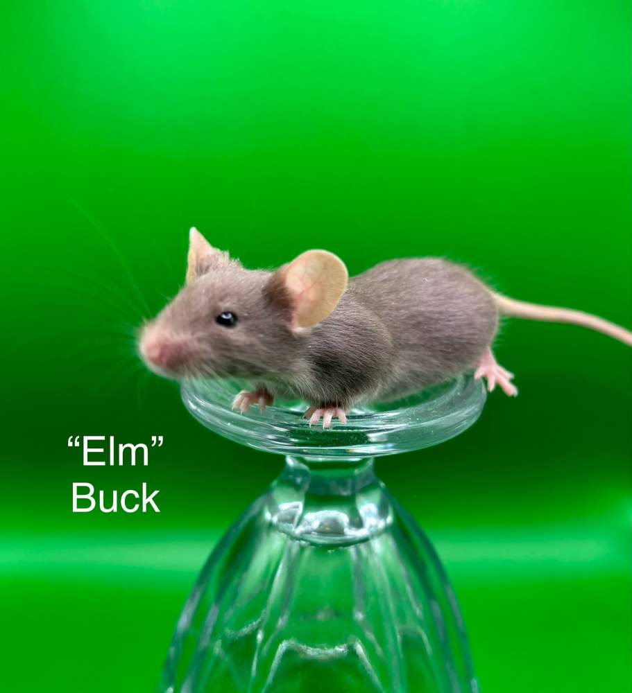 Fancy mouse Breeder Mus musculus 