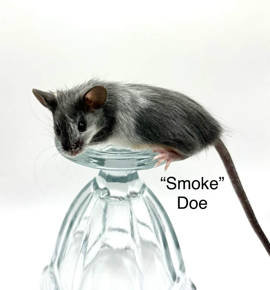 Fancy mouse Breeder Mus musculus 