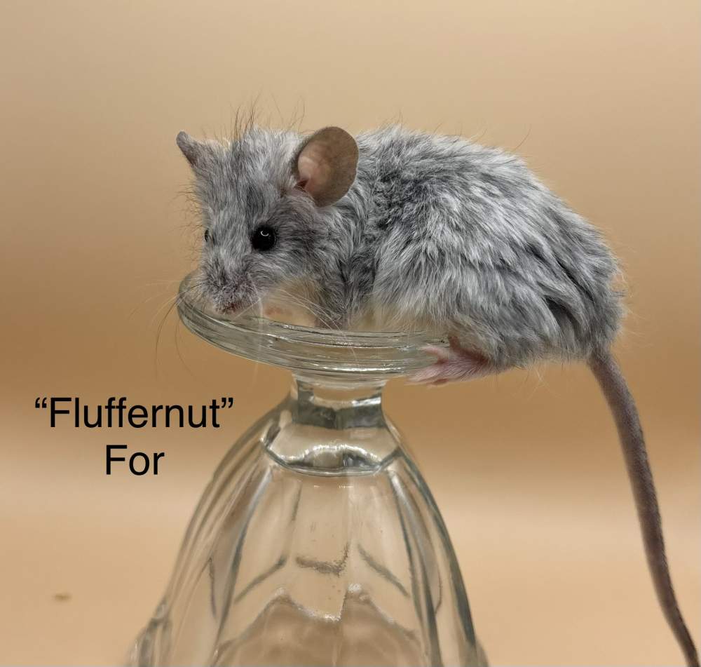 Fancy mouse Breeder Mus musculus 