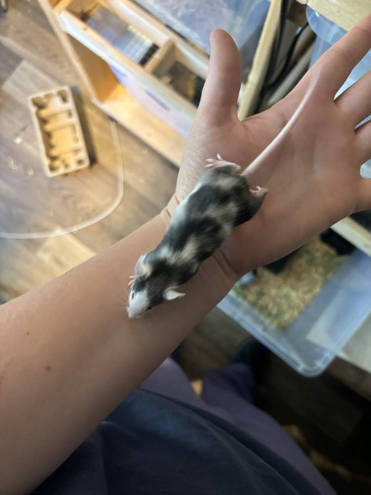 Fancy mouse Breeder Mus musculus 